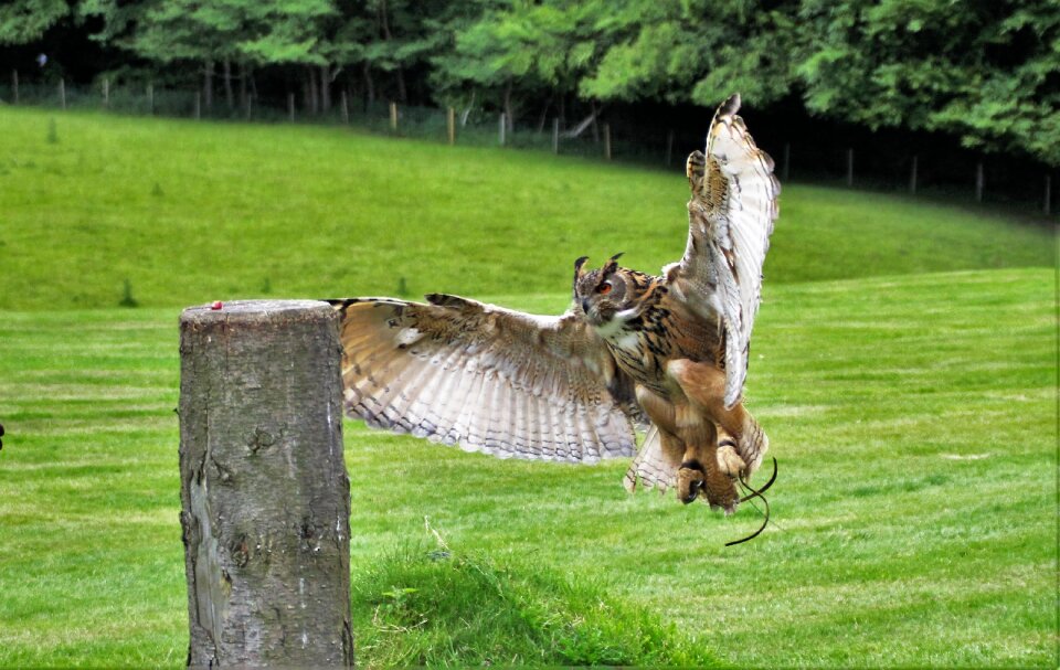 Wildlife prey eurasian