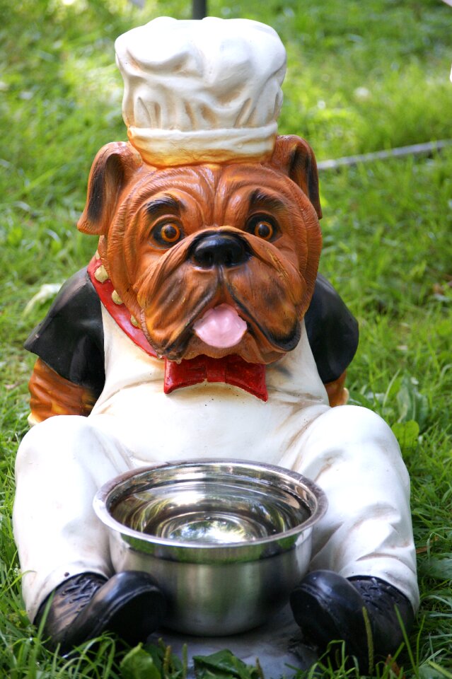 Bowl water eat
