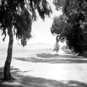 Doorkijk langs bomen en een weg naar de berg Moria (Moré) in Galilea, Bestanddeelnr 255-3194
