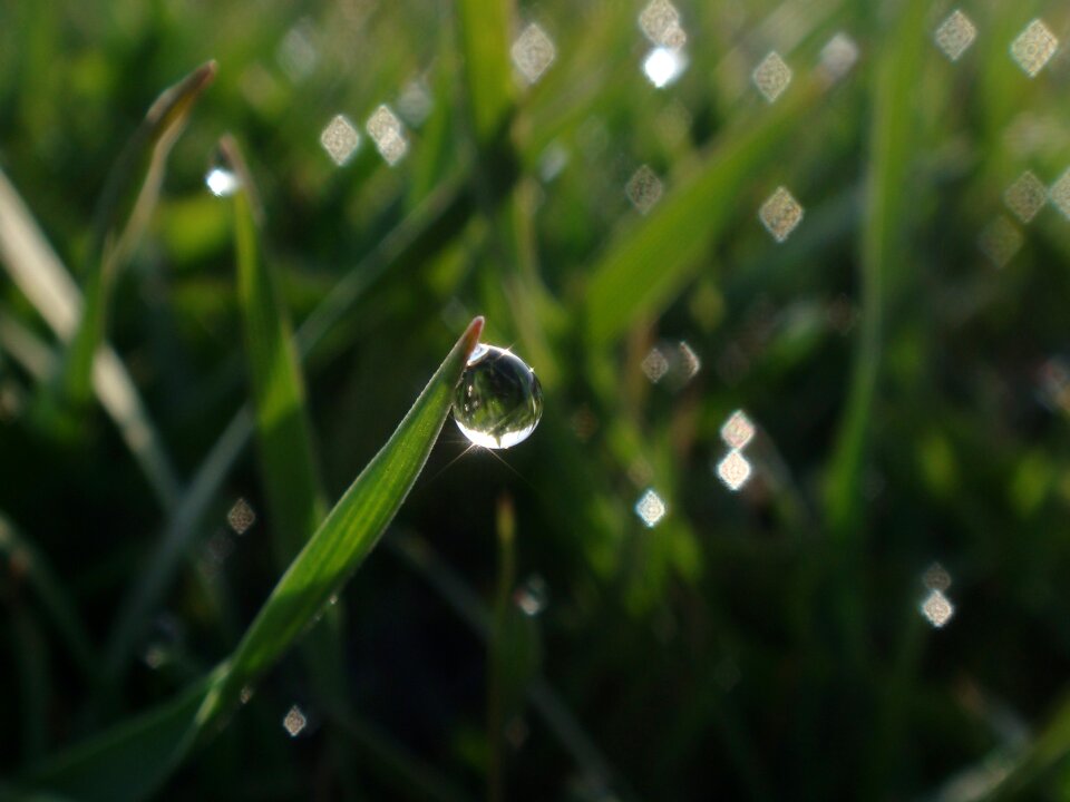 Grass fresh green