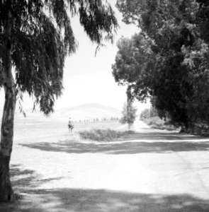 Doorkijk langs bomen en een weg naar de berg Moria (Moré) in Galilea, Bestanddeelnr 255-3195