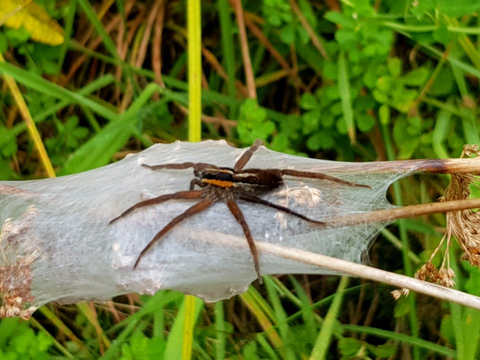 Dolomedes minor 116575260