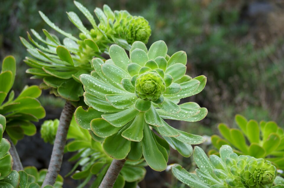 Tenerife green duration