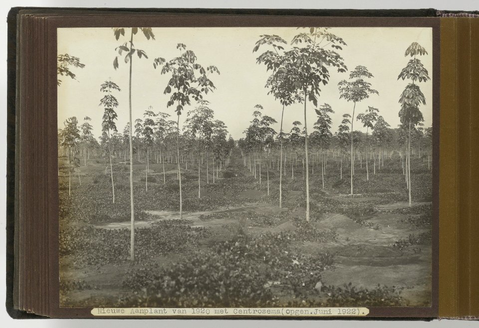 Dolok Oeloe Nieuwe Aanplant van 1920 met Centrosema (opgen. Juni 1922), Bestanddeelnr 804 30