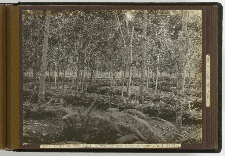 Dolok Oeloe Oude Aanplant van 1911. Terrassen met varens (opgen. Juni 1922, Bestanddeelnr 804 33