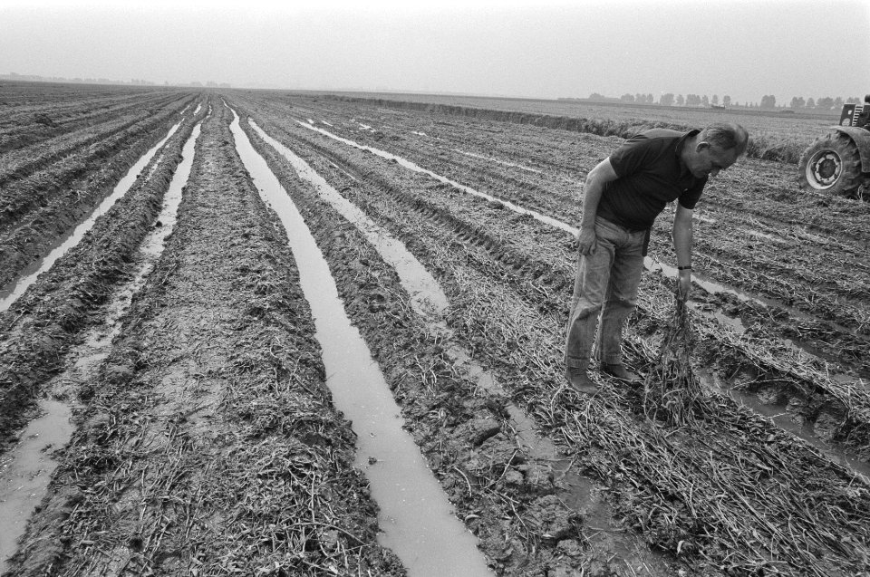 Door vele regen oogst erwten niet mogelijk bij boer in Hoofddorp, Bestanddeelnr 934-0378
