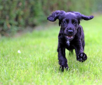 Pet cocker canine photo