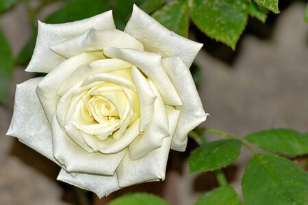 White rose blossom bloom