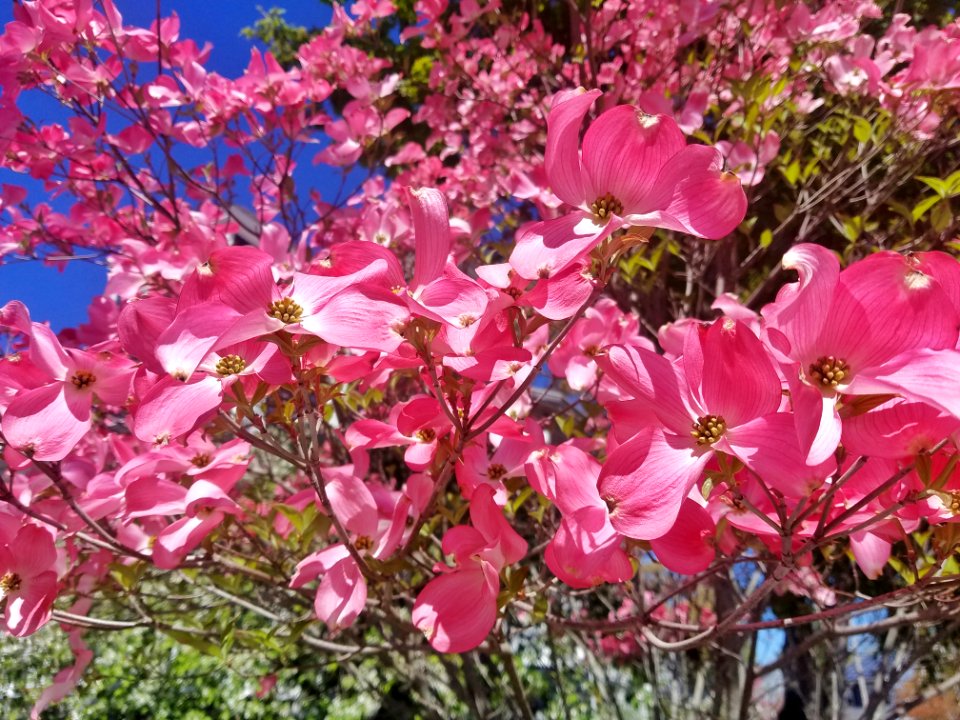 Dogwood 02 - Arlington, MA