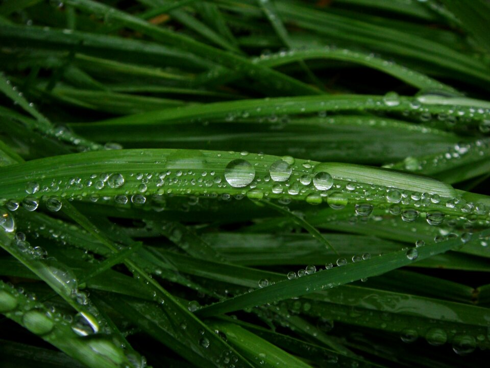 Grass fresh green