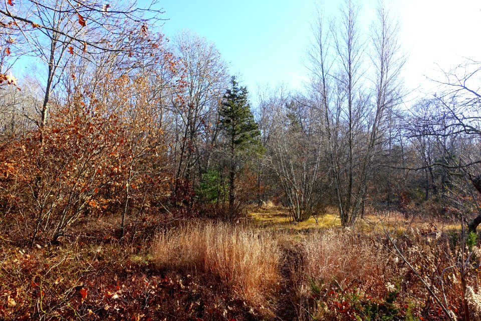 Dogtown, MA - DSC01545