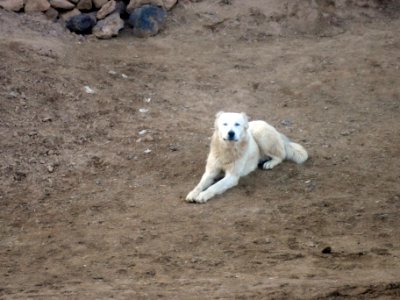 Dogs - Ma'dan village - Nishapur 23