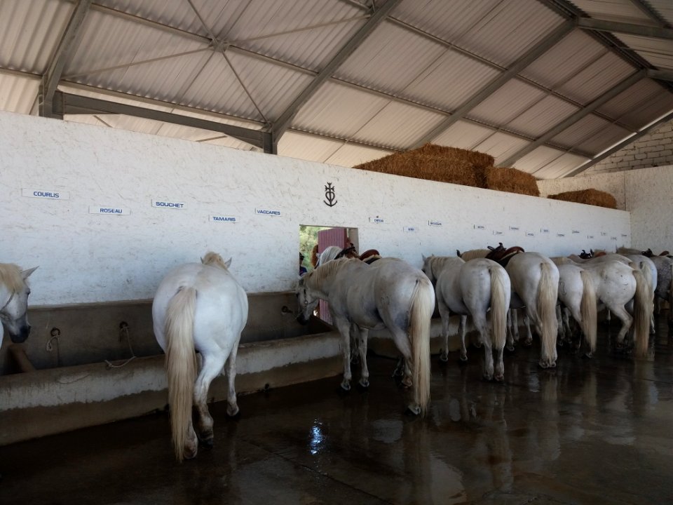 Domaine de Méjanes - Chevaux de Camargue pour les promenades 3