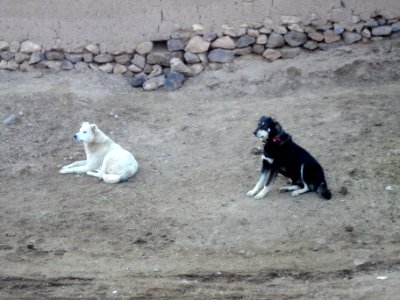Dogs - Ma'dan village - Nishapur 20