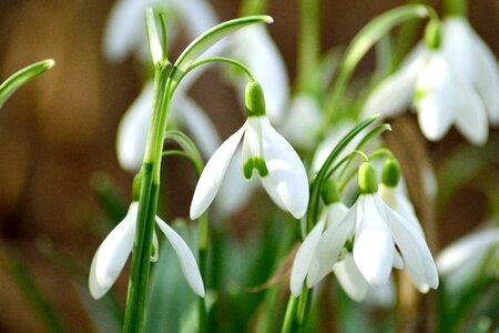 Snowdrop spring close up