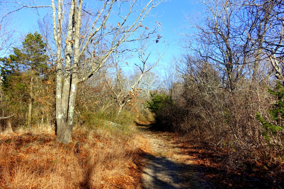 Dogtown, MA - DSC01543