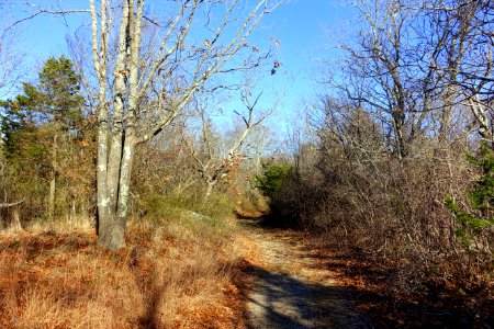 Dogtown, MA - DSC01543