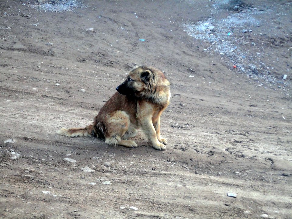 Dogs - Ma'dan village - Nishapur 09