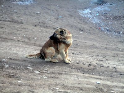 Dogs - Ma'dan village - Nishapur 09