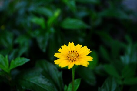 Flower hoangduyhung vietnam photo