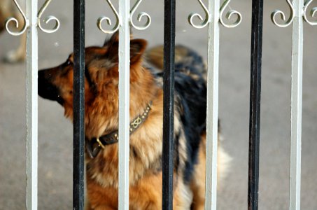 Dog-gate-20050828-020 photo