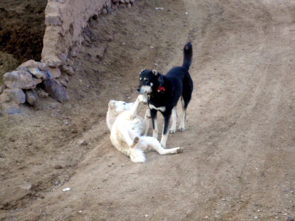 Dogs - Ma'dan village - Nishapur 13