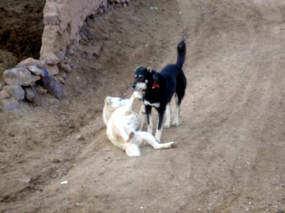 Dogs - Ma'dan village - Nishapur 13