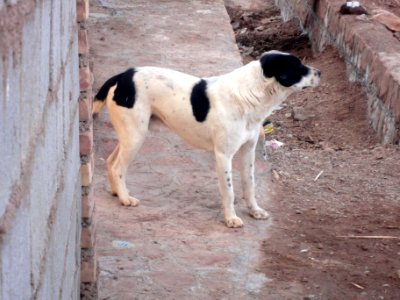Dogs - Ma'dan village - Nishapur 08