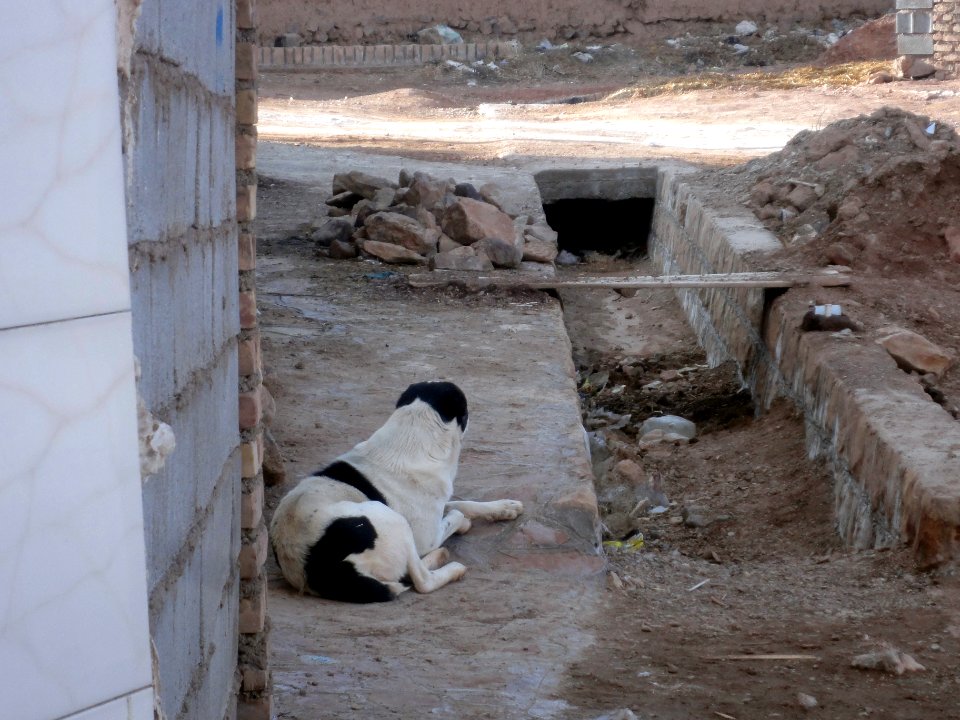 Dogs - Ma'dan village - Nishapur 01
