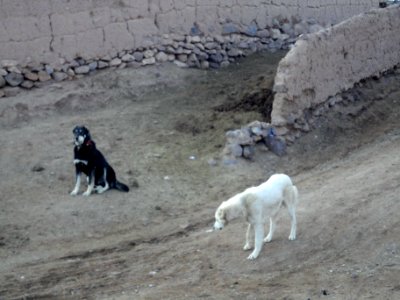 Dogs - Ma'dan village - Nishapur 15