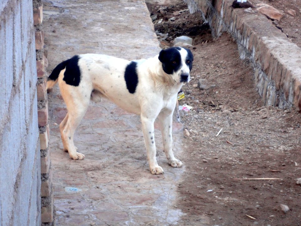 Dogs - Ma'dan village - Nishapur 06