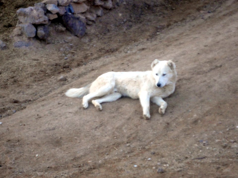 Dogs - Ma'dan village - Nishapur 14