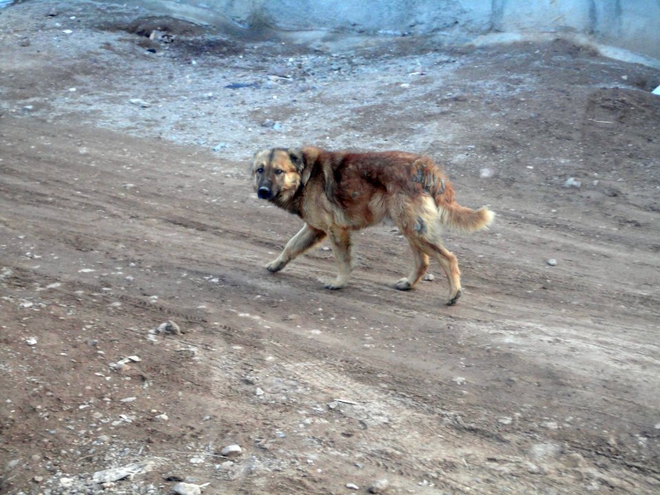 Dogs - Ma'dan village - Nishapur 10