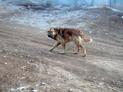 Dogs - Ma'dan village - Nishapur 10