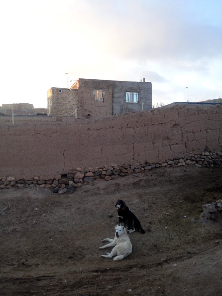 Dogs - Ma'dan village - Nishapur 02