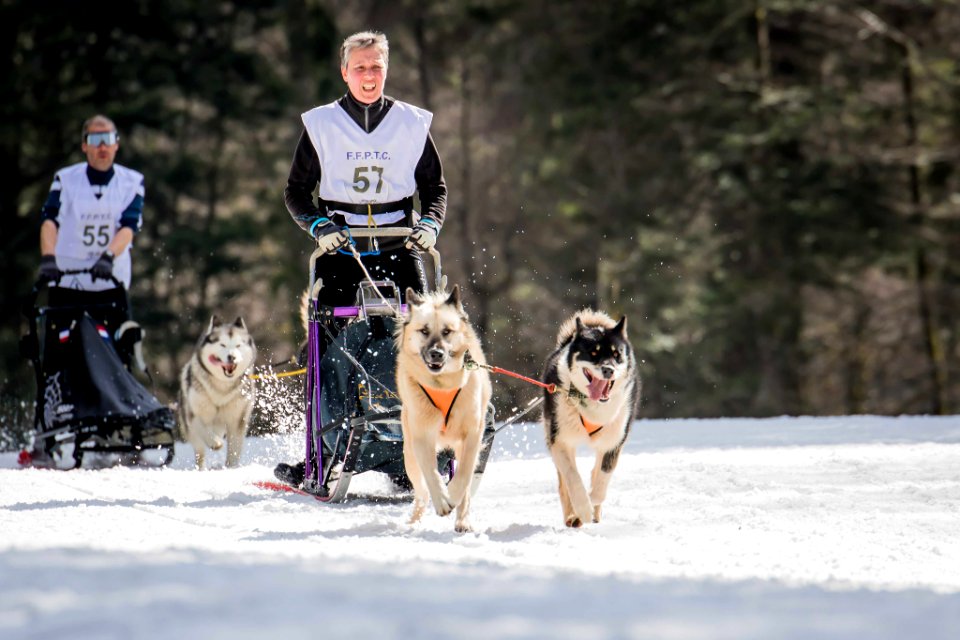 Dog Race 3 (251531749)