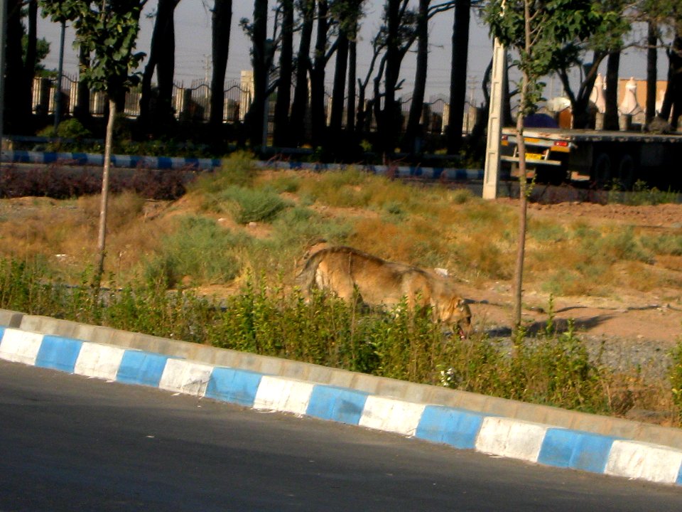 Dog passing street of Erfan - Nishapur 3