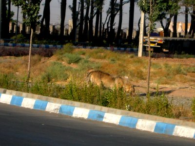 Dog passing street of Erfan - Nishapur 3