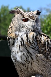 Eagle owl bird wildlife