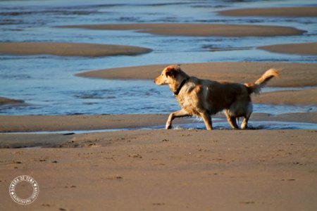 Dog2 (190716763)