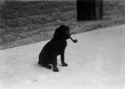 Dog with a pipe in its mouth (1294106)