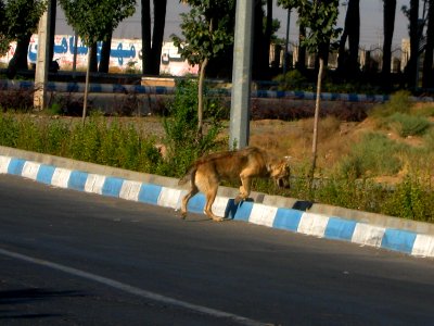 Dog passing street of Erfan - Nishapur 1