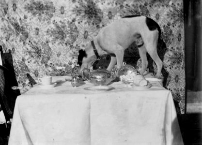Dog on a table set for tea (1293698)