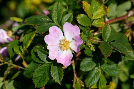 Dog rose in Gåseberg photo