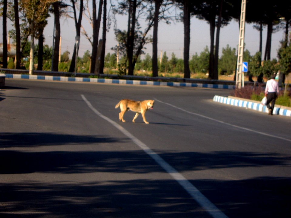 Dog passing street of Erfan - Nishapur 2