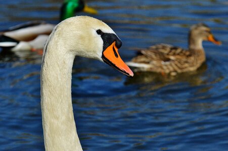 Pride bird waterfowl