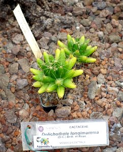 Dolichothele longimamma - Orto botanico - Rome, Italy - DSC00056