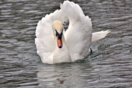 Pond swan white swan photo