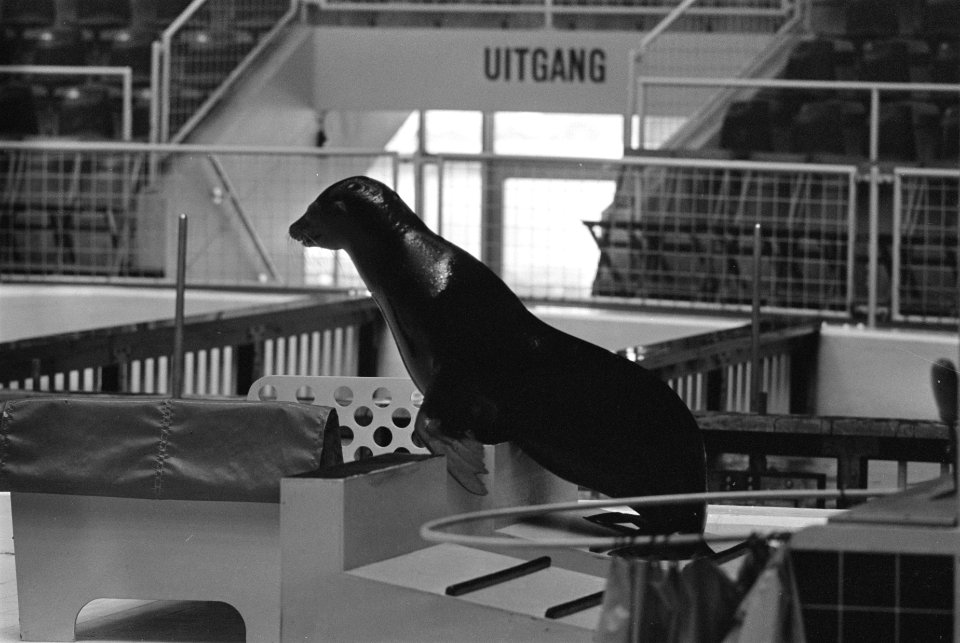 Dolfinarium, Harderwijk veel publiek bij dolfijnen, Bestanddeelnr 923-5875