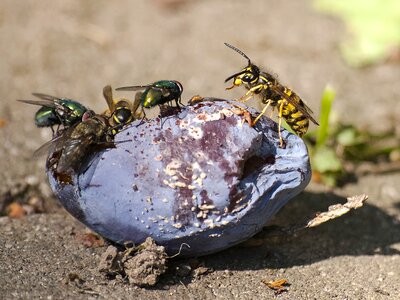 Nature animal fruit